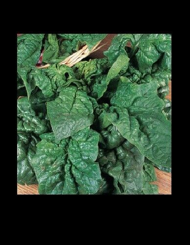 Giant Noble Spinach Seeds 100 - 1 LB Bulk Huge Leaves! Heirloom NON-GMO Big