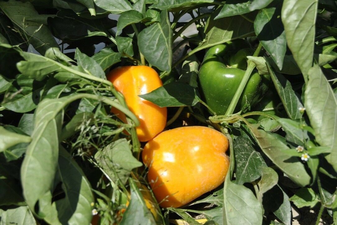 Golden California Wonder Bell Pepper 20 - 4,000 Seeds Sweet Bulk Yellow Rare