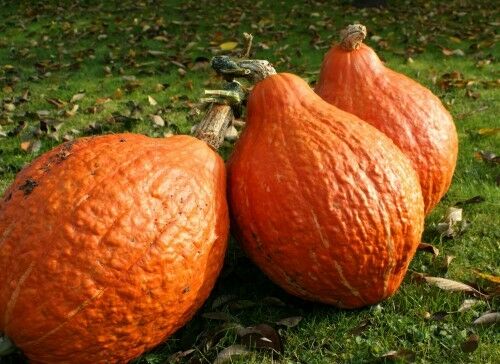 Golden Hubbard Winter Squash 10 - 1000 Seeds Heirloom Wholesale Bulk Fresh Soup