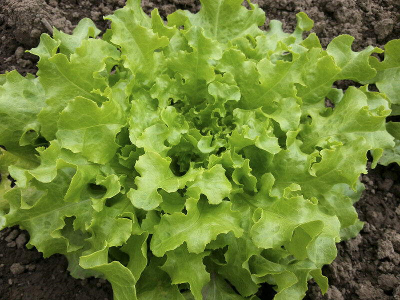 Green Salad Bowl Loose Leaf Lettuce 600 - 16,000 Seeds AAS Heirloom Improved