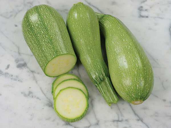 Grey Zucchini Summer Squash Seeds Heirloom delicious Gray 10 - 100 seeds