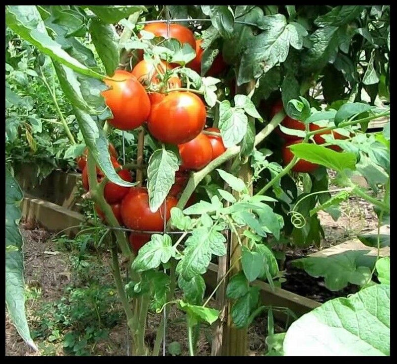 Homestead Tomato 100 - 6400 Seeds Heirloom Survival Huge Heavy Producer! Classic Slicing