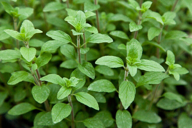 Italian Oregano 300 - 256,000 Seeds Origanum Vulgare Bulk Wholesale pizza spice Herb