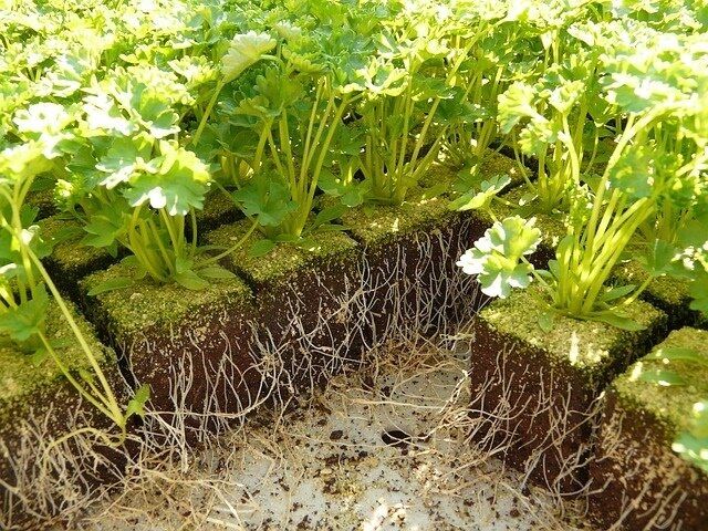 Italian Plain Leaf PARSLEY 300-5000 seeds heirloom fragrant healthy herb flavor