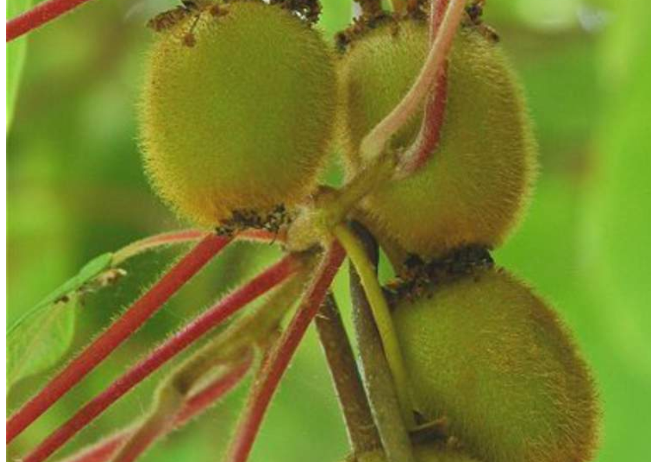 Kiwi Fruit Chinese Gooseberry 120 - 5000 Seeds Actinidia chinensis Green Vine
