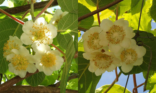 Kiwi Fruit Chinese Gooseberry 120 - 5000 Seeds Actinidia chinensis Green Vine