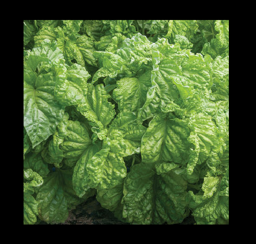 Lettuce Leaf Basil 100 -5000 Seeds Aromatic Bushy Huge abundant Leaves! Heirloom