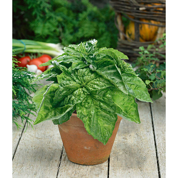 Lettuce Leaf Basil 100 -5000 Seeds Aromatic Bushy Huge abundant Leaves! Heirloom