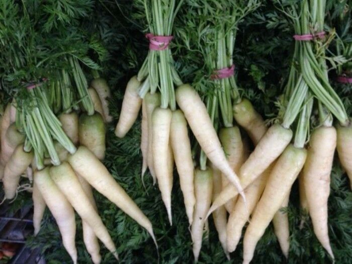 Lunar White Carrots 300 - 32,000 Seeds Coreless RARE Bulk Tastiest Wholesale