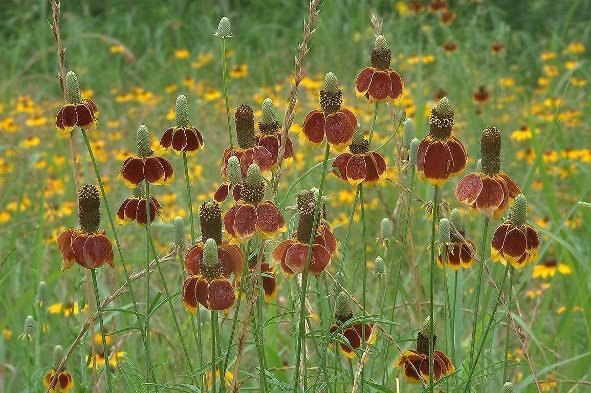 Mexican Hat 100 - 10,000 Seeds Ratibida Columnaris Columnifera Native Wildflower
