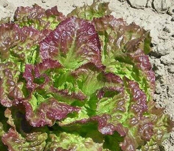 PRIZEHEAD Loose Leaf Lettuce 500 through 5000 seeds Bulk Fast grower 45 days