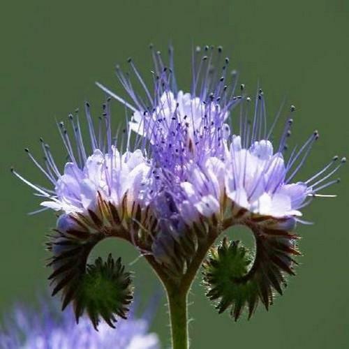PURPLE TANSY 200 - 2000 Seeds Lacy Phacelia Fiddleneck Flower Nectar Rich Bulk