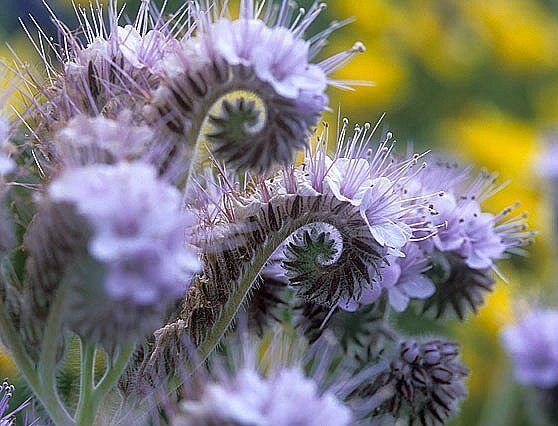 PURPLE TANSY 200 - 2000 Seeds Lacy Phacelia Fiddleneck Flower Nectar Rich Bulk