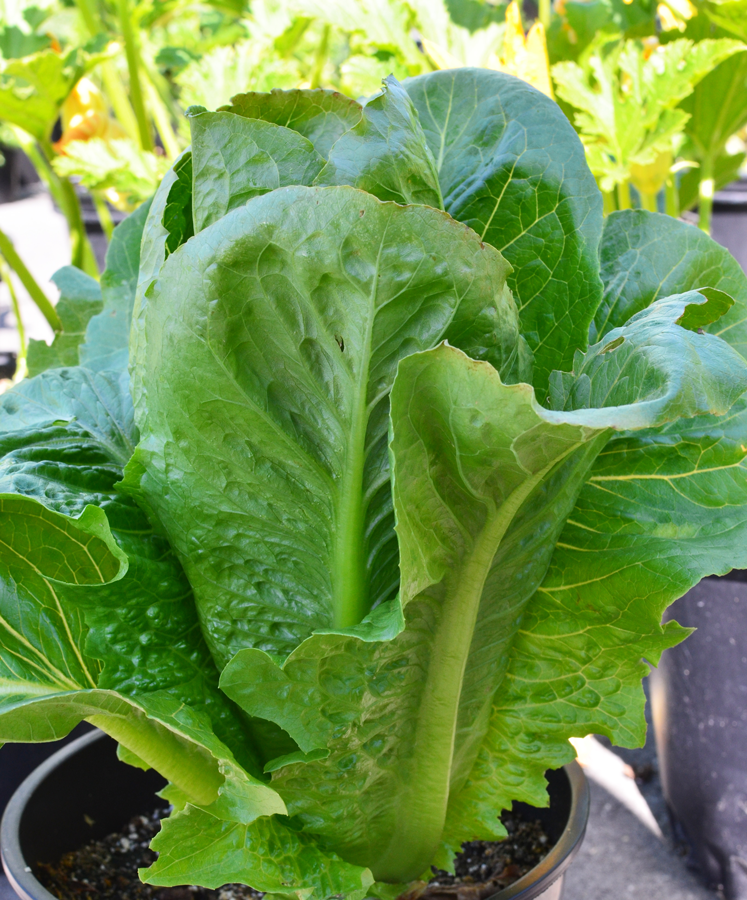 Paris Island Cos Romaine Lettuce 500, 1000, 2000, 5000 SEEDS Heirloom crispy
