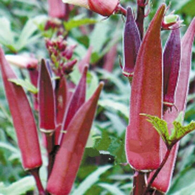 Red Burgundy Okra 10,50,100 Seeds Heirloom Rare Delicious Beautiful Color Unique