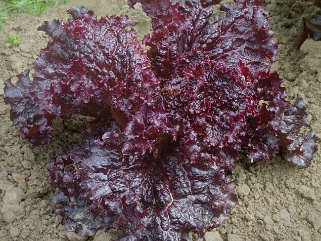 Ruby Red Loose leaf Lettuce 500 - 10,000 SEEDS Heirloom crispy Beautiful Rare