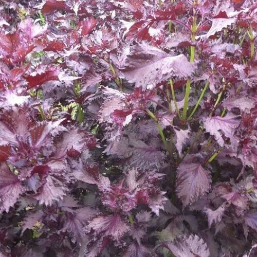 Shiso 350 - 5600 Seeds Purple Perilla Red Mint Aromatic frilled leaves Salad
