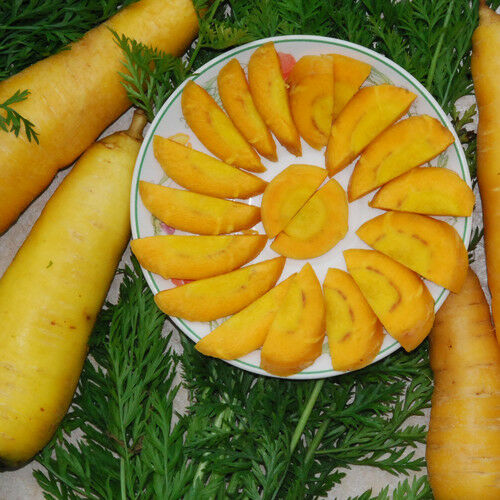 Solar Yellow Carrot 100, 300, 1000, 2000 Seeds Heirloom colorful Beautiful rare