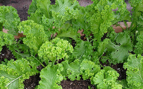 Southern Giant Curled Mustard 150 - 5000 Seeds Easy to grow! 45 days! Productive