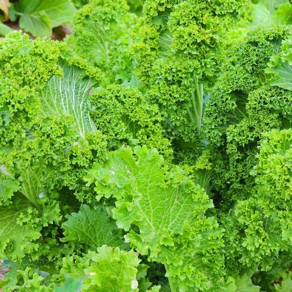 Southern Giant Curled Mustard 150 - 5000 Seeds Easy to grow! 45 days! Productive