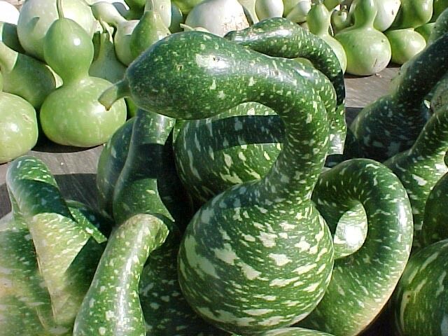 Speckled swan 10 -50 Seeds gourd Heirloom pretty unusual arts & crafts