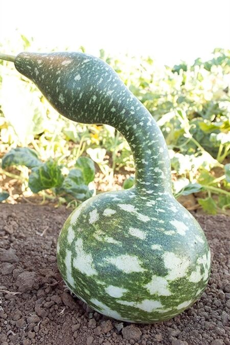 unusual garden seeds Speckled swan 10 -50 Seeds gourd Heirloom pretty unusual arts & crafts