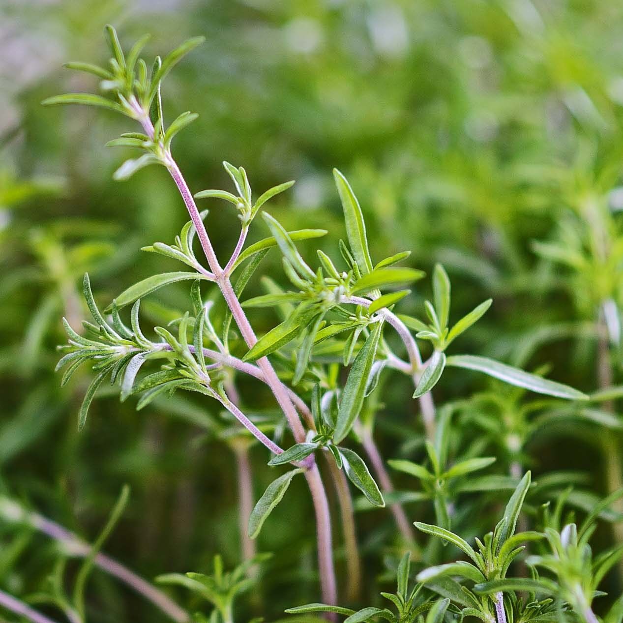 Summer Savory Herb 200-64,000 Seeds Healthy Green annual perennial Heirloom Bulk