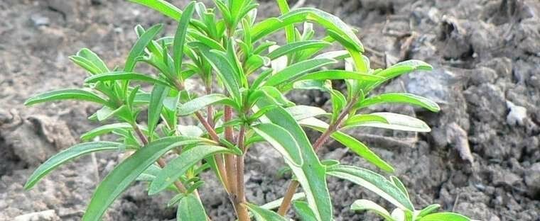 Summer Savory Herb 200-64,000 Seeds Healthy Green annual perennial Heirloom Bulk