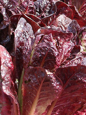 Super Red Romaine Lettuce Seeds 500, 1000, 2000, 5000 Bulk Heirloom crispy