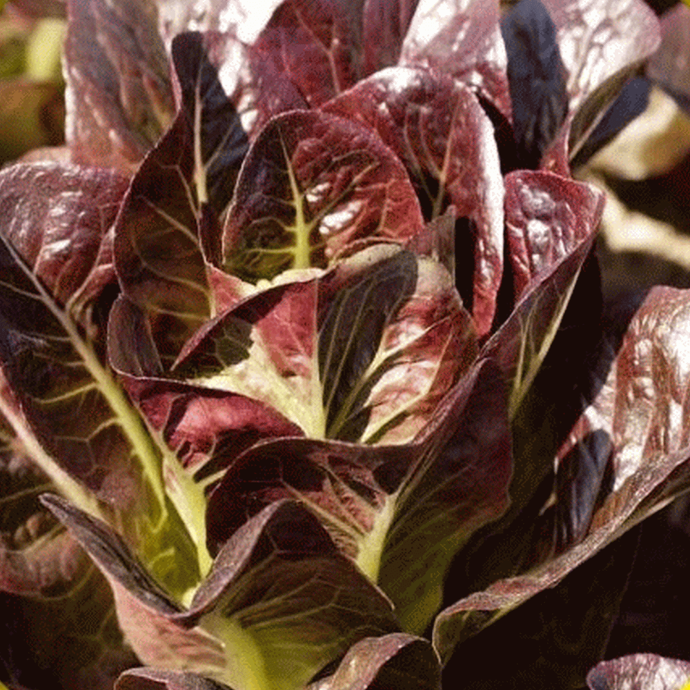 Super Red Romaine Lettuce Seeds 500, 1000, 2000, 5000 Bulk Heirloom crispy