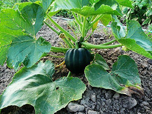 Table King Acorn 10 - 200 Seeds Winter Squash Bush Heirloom Sweet Beautiful Bulk
