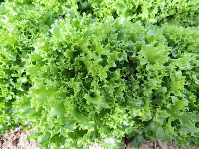 Tango Lettuce 500 - 10K Seeds Frilliest Loose Leaf adds loft & texture Heirloom 40 days!