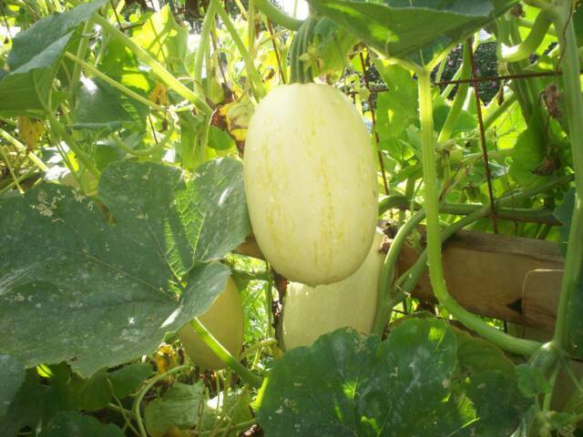 Vegetable Spaghetti Squash 10 - 20 - 50 Seeds Winter Squash heirloom fun to grow