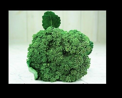 Waltham 29 Broccoli 275 - 144K Seeds High Yields Bulk Fresh Heirloom Non - GMO