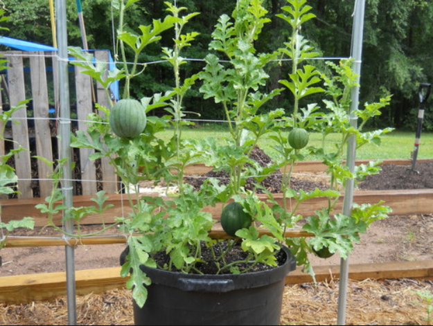 Watermelon 25 - 50 -100 Seeds Bush Sugar Baby Heirloom Non GMO Beautiful small