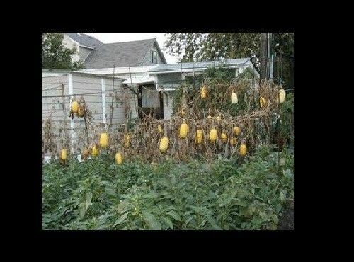 Vegetable Spaghetti Squash 10 - 20 - 50 Seeds Winter Squash heirloom fun to grow