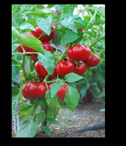 Alma Paprika 25 Seeds Sweet red pepper ORGANIC Great for Grinding!