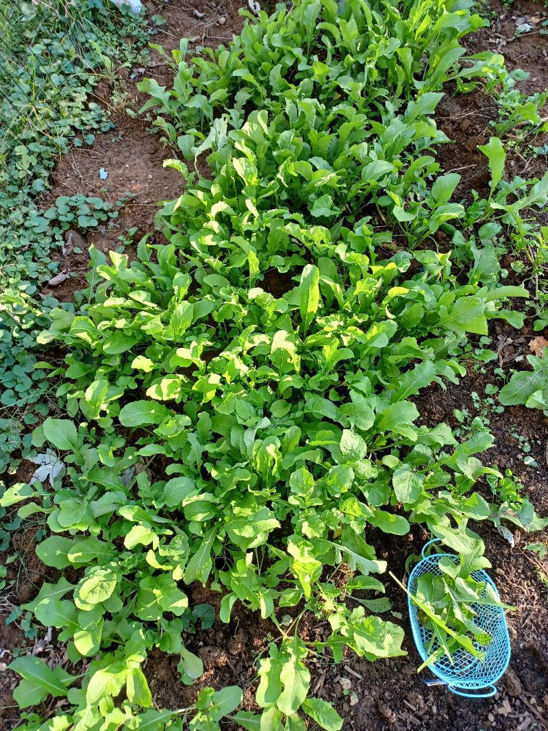 3 (up to 6) Live 4 - 7" inch Seedlings ARUGULA ROQUETTE Delicious Healthy Heirloom Rocket