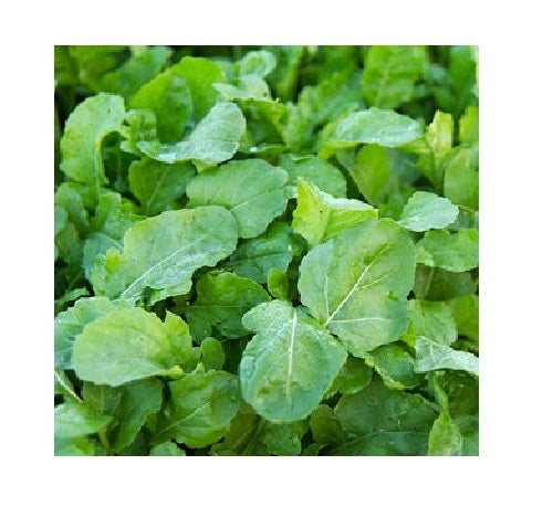 Arugula ASTRO 300 - 5000 seeds Heirloom Garden zesty healthy salad Nutty flavor