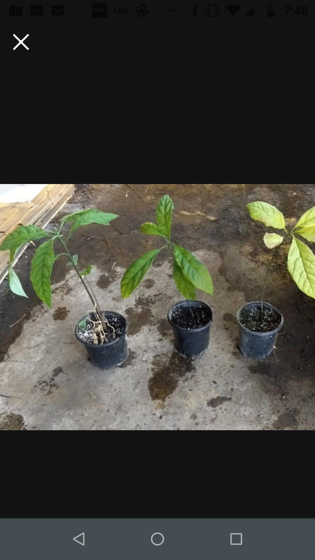 1 Live 17 – 23" inch Plant Hass Avocado Beautiful Indoor / Outdoor Fruit Tree