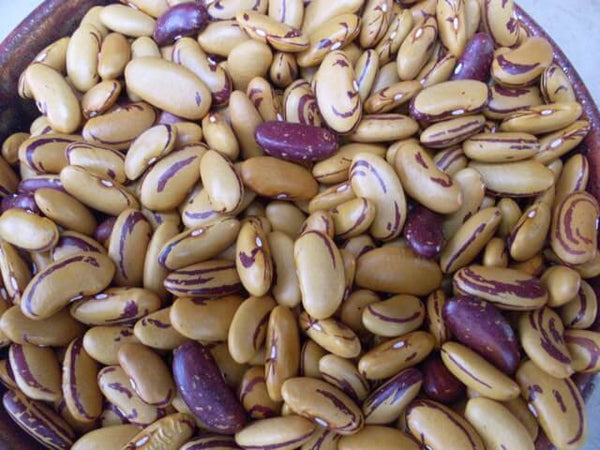 10 Seeds TIGER'S EYE Beans Bush Shell or Dry Beautiful Golden color Heirloom