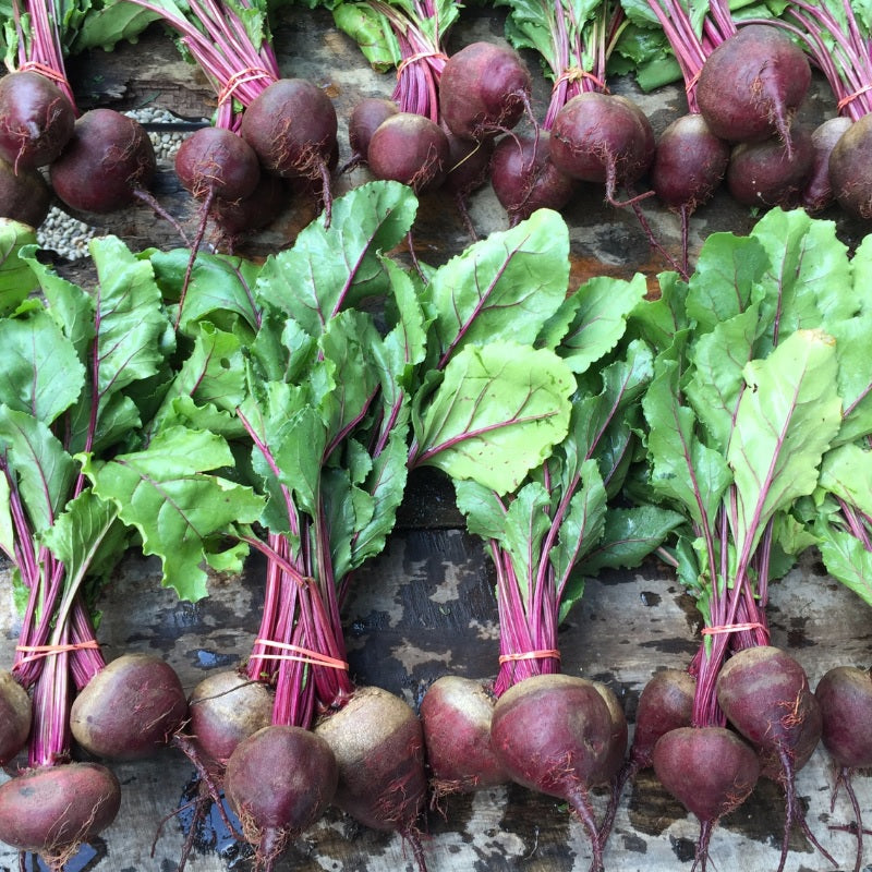 Beets Detroit Dark Red 35 - 8000 Seeds Versatile enjoy globe & leaves! 55 Days Frost Hardy