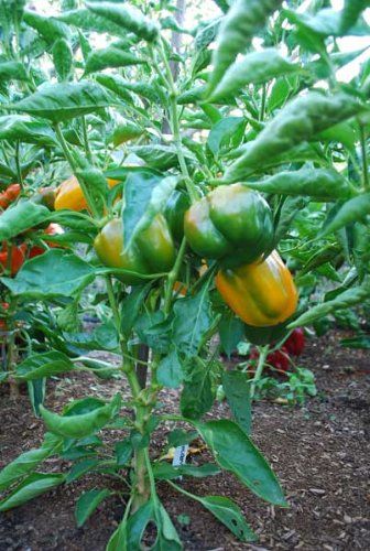 PRE ORDER 3 Live 3 - 5" inch Seedlings Golden California Wonder Sweet Large Bell Pepper