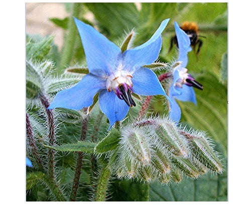 Borage 35 - 1/2 LB Seeds Starflower Tailwort Herb Bulk Native Bees pollinators