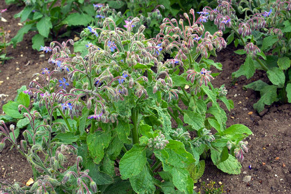 Borage 35 - 1/2 LB Seeds Starflower Tailwort Herb Bulk Native Bees pollinators