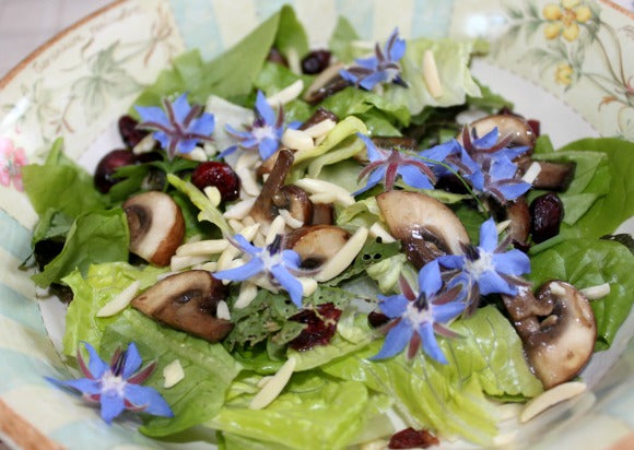 Borage 35 - 1/2 LB Seeds Starflower Tailwort Herb Bulk Native Bees pollinators