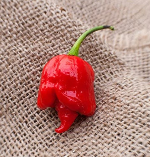 COMBO PACK: 20 Seeds Trinidads BUTCH T RED & YELLOW, MORUGA SCORPION Hot PEPPER