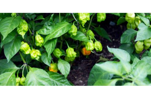 Pre-Order 6 8"-12" Carolina Reaper Plants