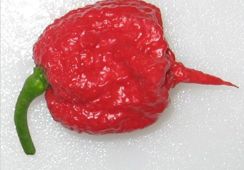 Pre-Order 6 8"-12" Carolina Reaper Plants