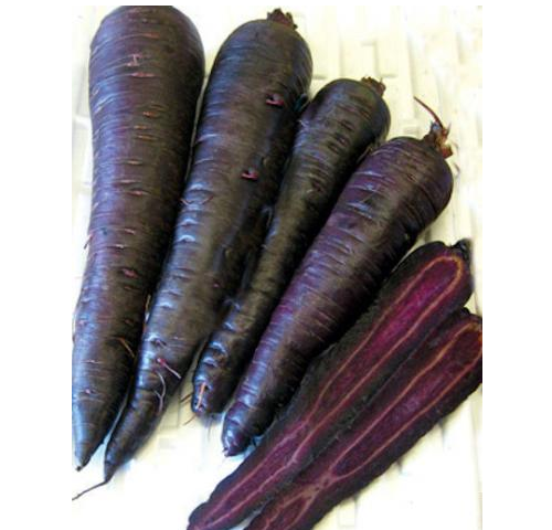 3 (9-12) Live 4 - 7" inch Seedlings Black Nebula Carrots 3 - 4 seedlings per pot